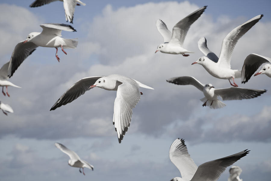 Seabirds flying over the coast during a Marina del Rey nature watch trip