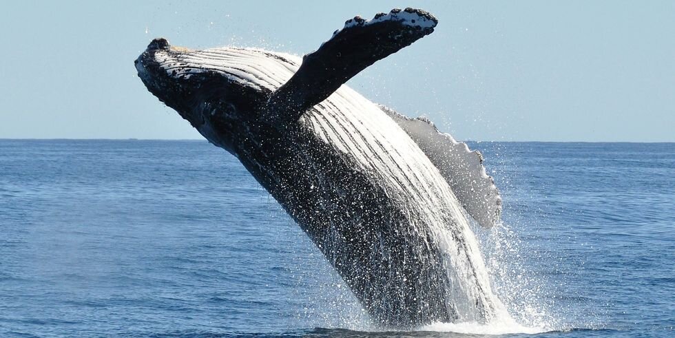 Humpback whale breaching in open water on a Southern California nature cruise