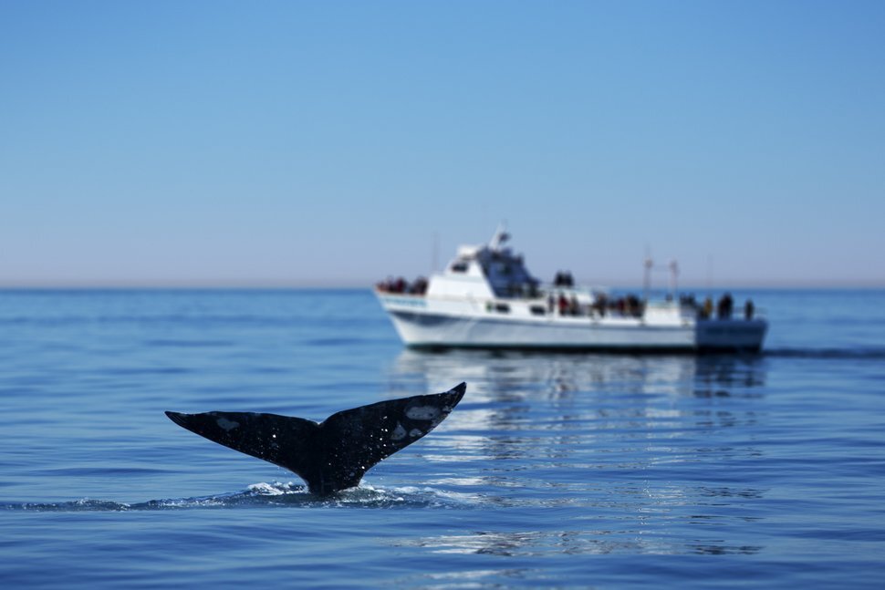 Whale tail surfacing near a tour boat during a nature watch trip