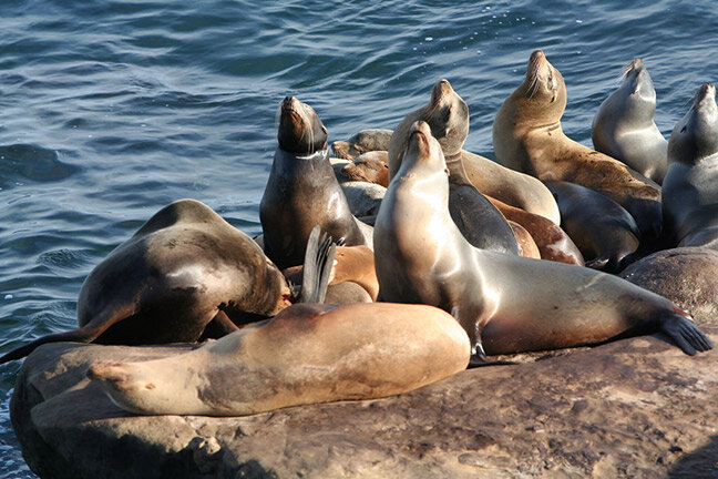 Sea lions gathered on rocks during a Marina del Rey nature watch cruise