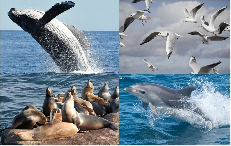 Marine life and coastal views during a Sea Trek nature watch trip