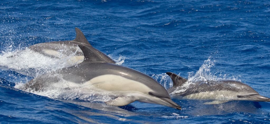 Dolphins swimming together during a Sea Trek nature watch trip off Los Angeles