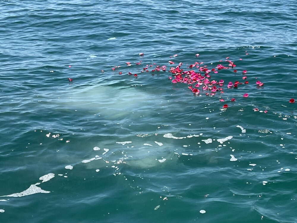 Rose petals floating on the ocean during a Sea Trek ash scattering ceremony
