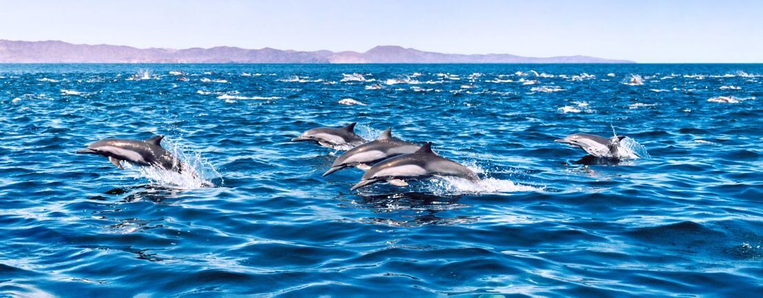 Pod of dolphins swimming in blue water during a nature watch cruise