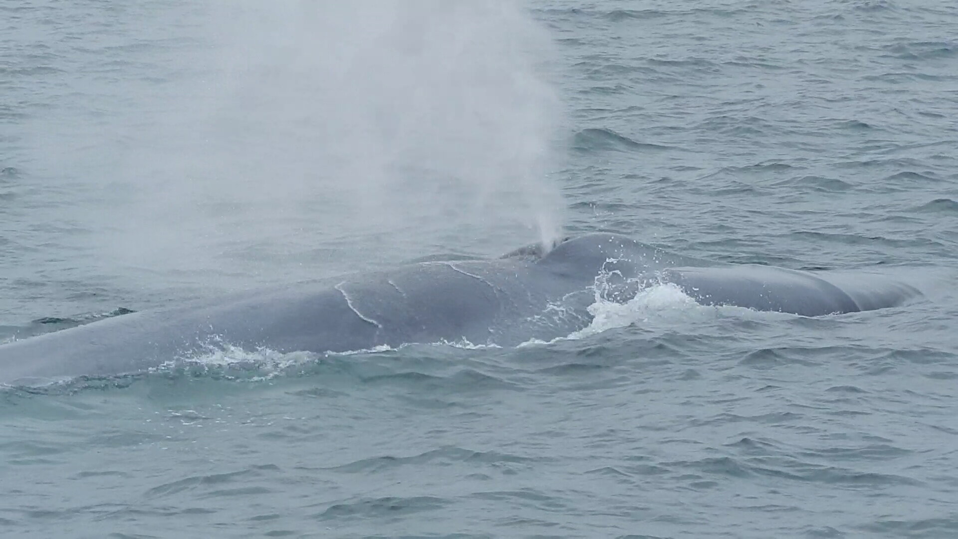 Whale surfacing and spouting during a Southern California nature watch trip