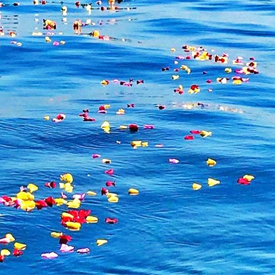 Flower petals floating on the ocean during an ash scattering at sea