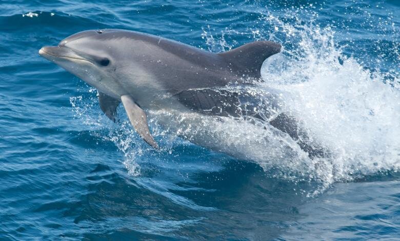 Dolphin leaping through blue water during a nature watch trip