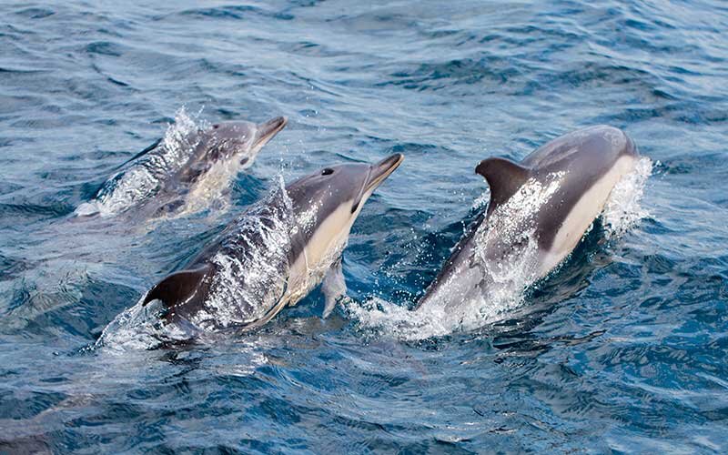 Dolphins swimming together in open water during a Southern California nature cruise