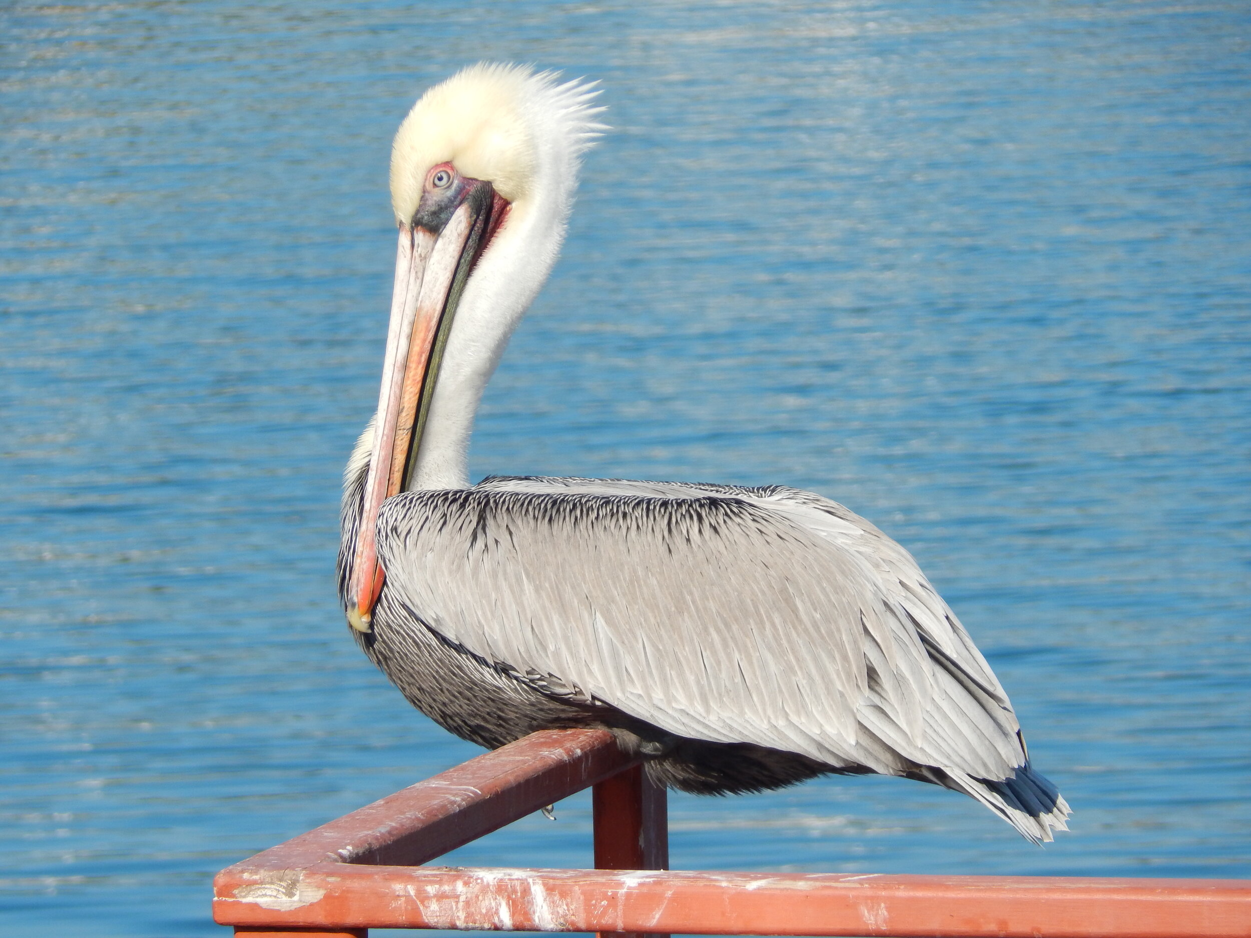 Pelican perched near the water during a Marina del Rey nature watch trip
