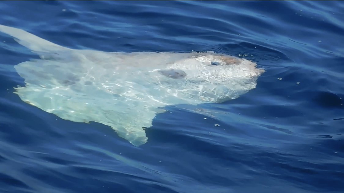 Ocean sunfish swimming near the surface during a Sea Trek nature watch trip