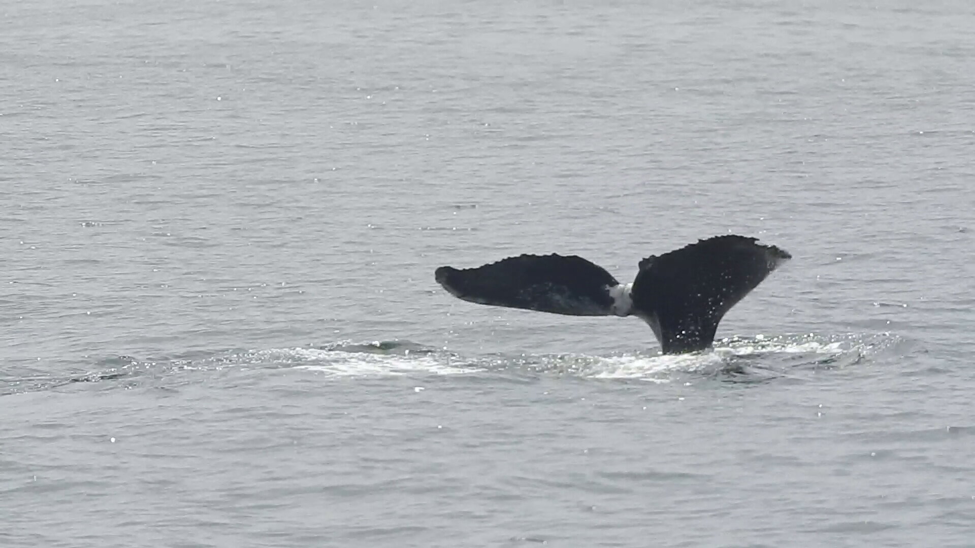 Sea Trek ocean charter scene from the Los Angeles coast