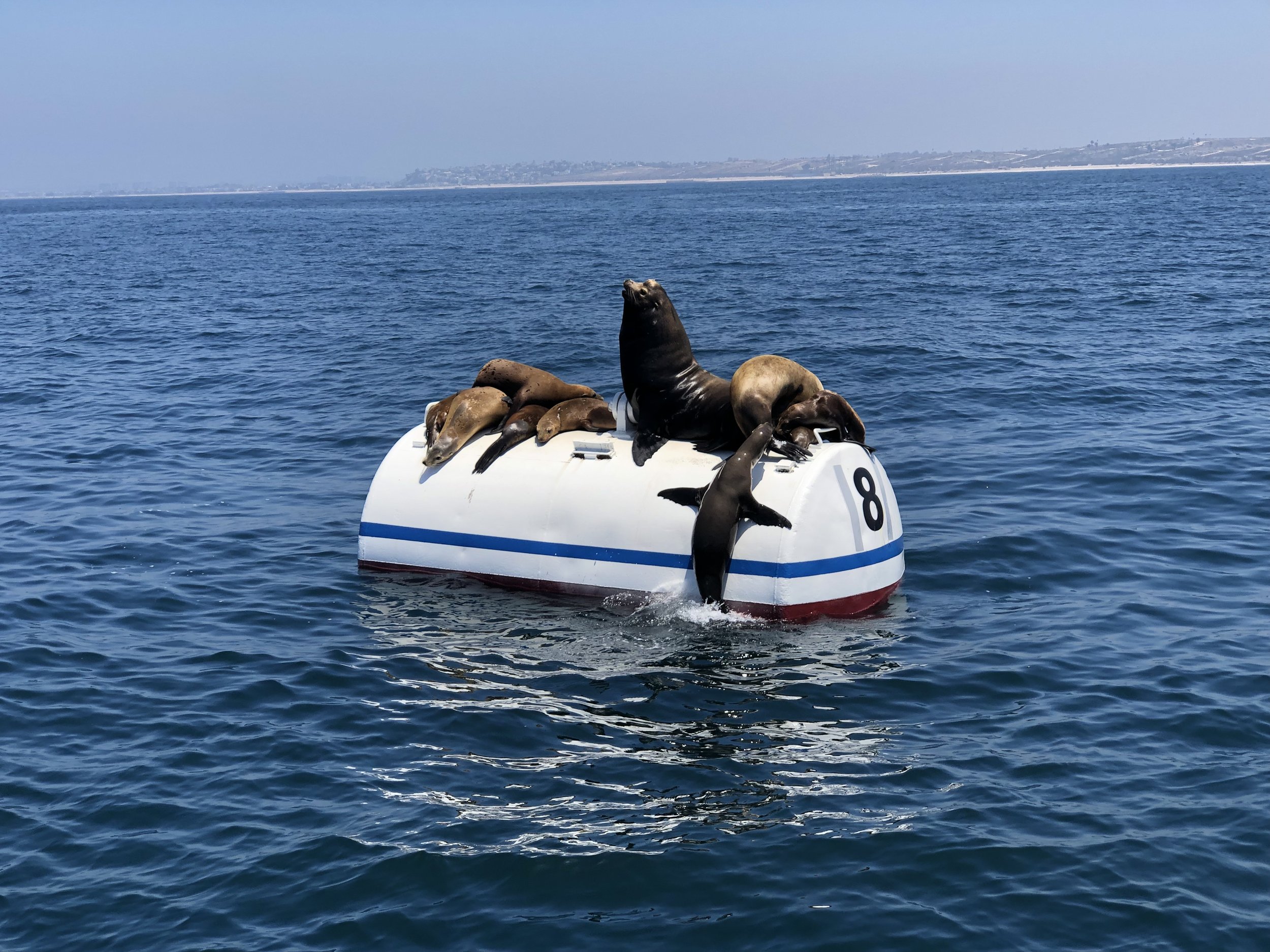 Sea lions resting on a buoy off the Southern California coast